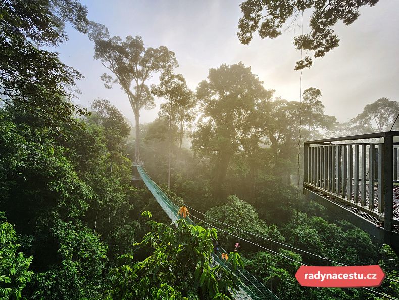 Pohled na visutý most v tropickém deštném pralese