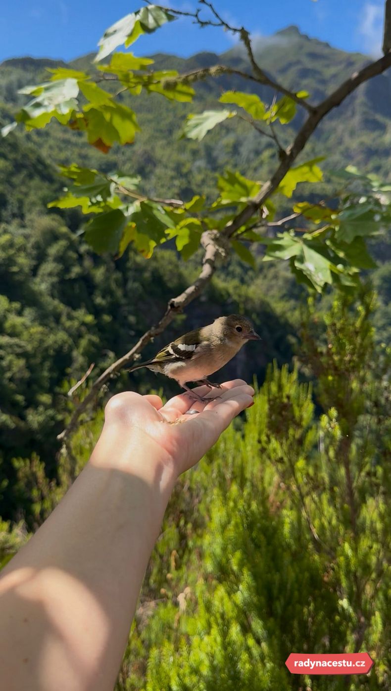 Krmení ptáčků na vyhlídce Balcoes