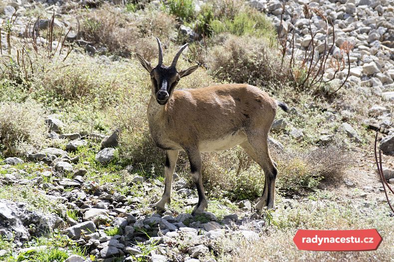 Vzácná koza kri kri