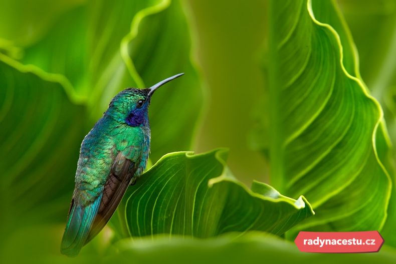 Pozorování ptáků je jedním z top zážitků