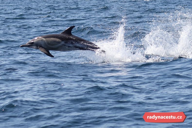 Pozorování delfínů
