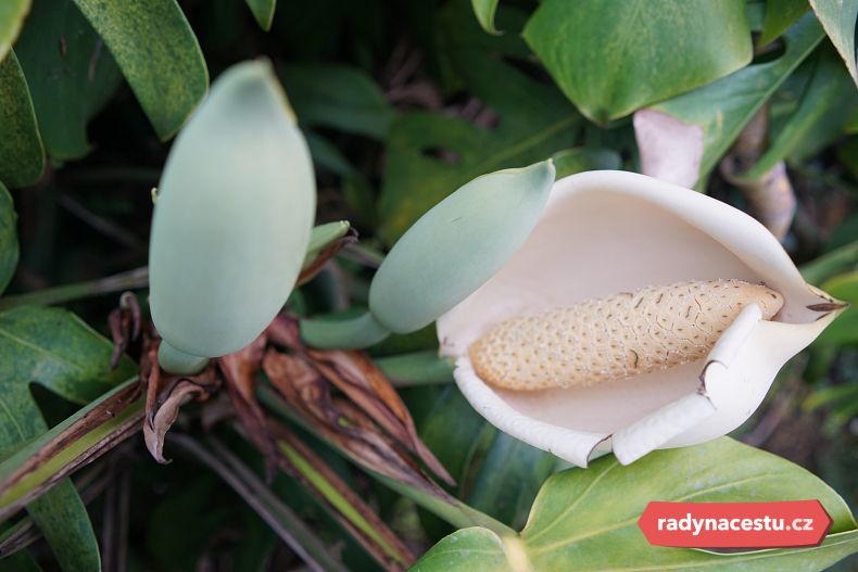 Zralý plod monstery deliciosa je oblíbenou místní pochoutkou