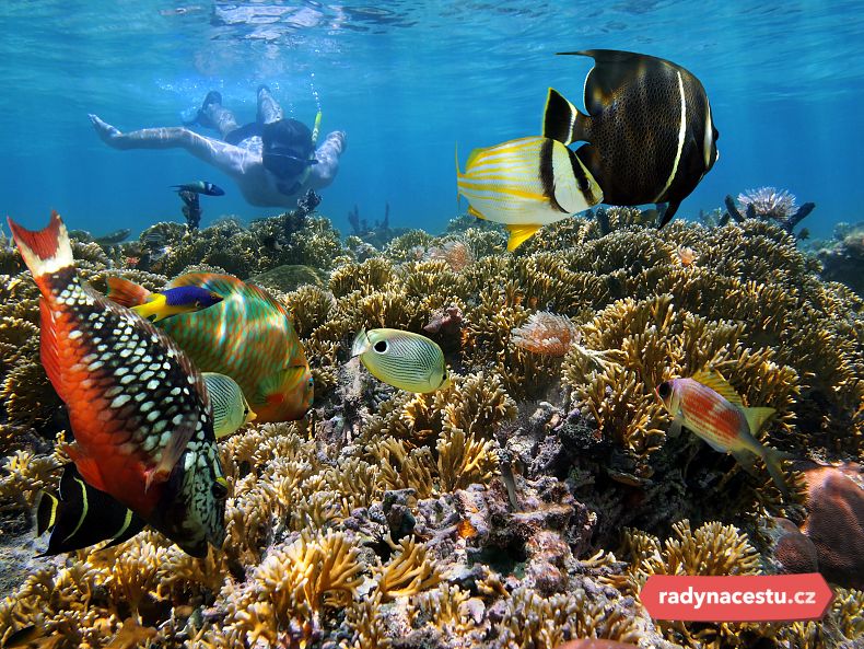 Karibik je rájem korálových útesů