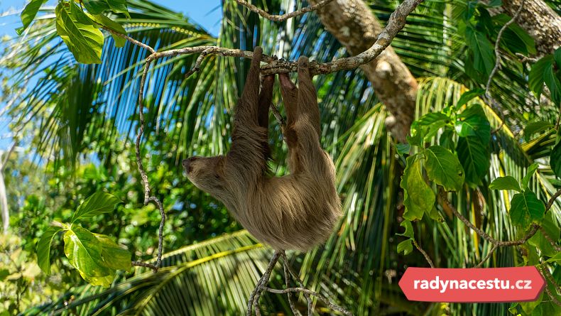 Podívejte se do korun stromů a možná uvidíte lenochody