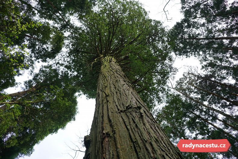 Majestátní sekvoje v lesní zahradě Mata Jardim José do Canto