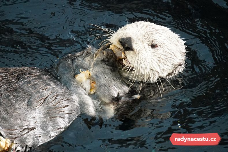 Největší bavič v domě – vydra mořská se svou svačinou