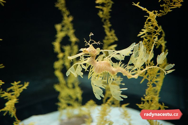 Rostlina, nebo živý tvor? Podivuhodný řasovník rozedraný vás nechá na pochybách