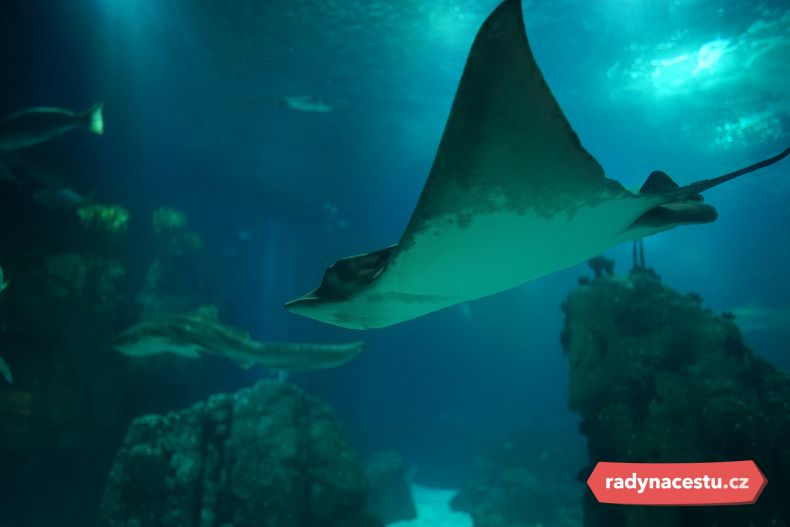 Vcítíte se do role potápěčů, a přitom zůstanete úplně v suchu