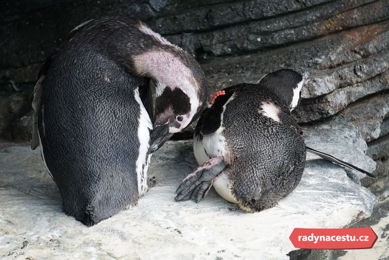 Žijí tady i sympatičtí tučňáci magellanští