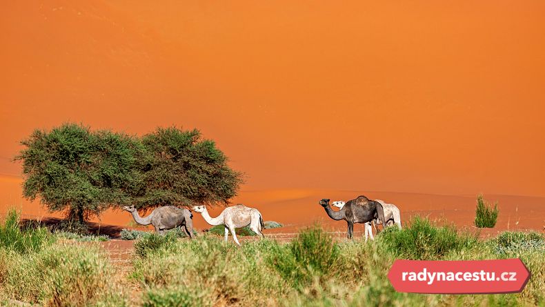 Velbloudi v Saharské poušti Alžírska
