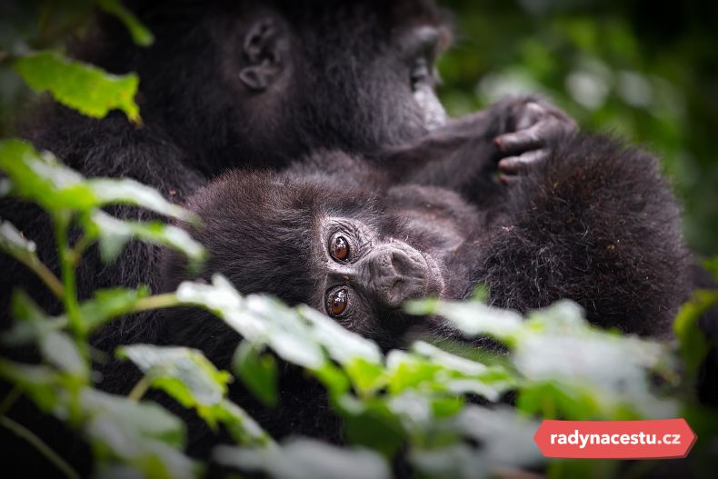 Gorílí matka se svým mládětem