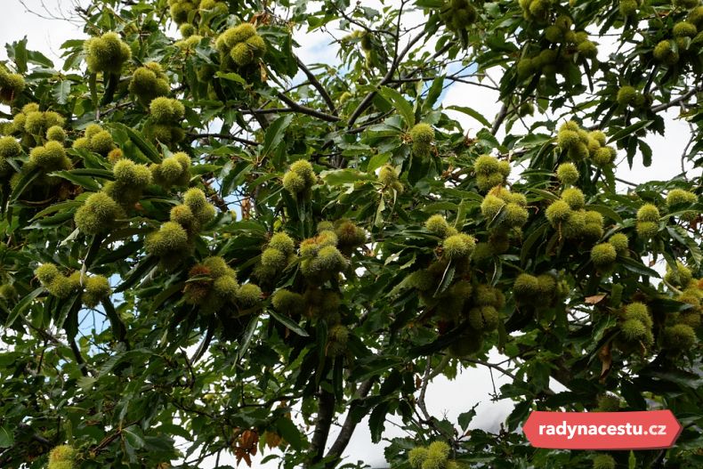 Daří se zde jedlým kaštanům