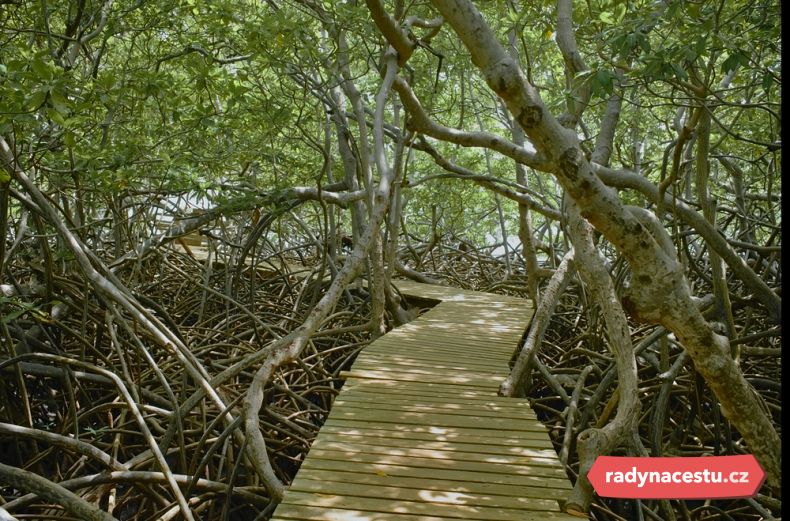 Unikátní madrovníky