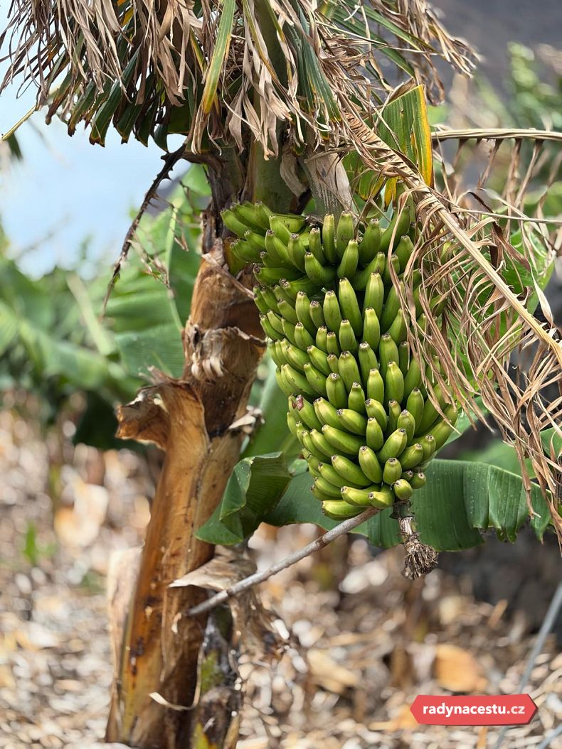 Banánová plantáž