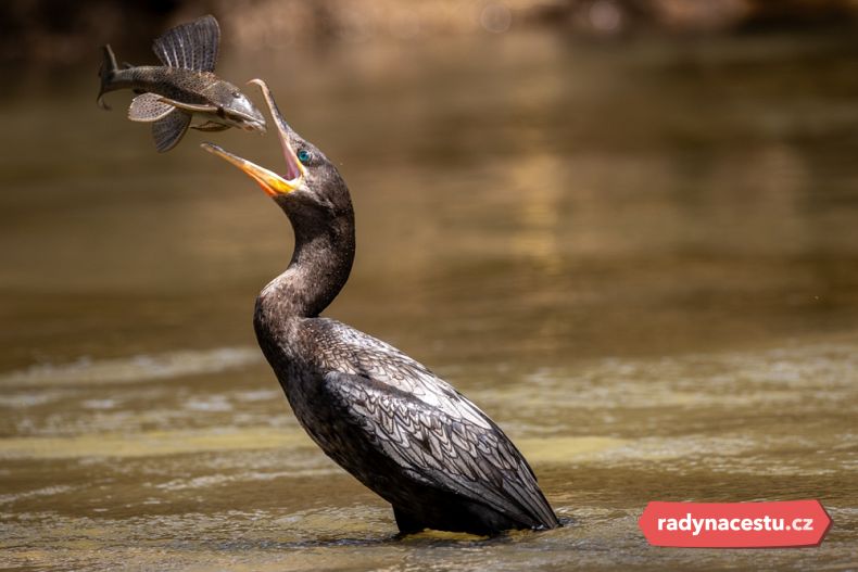 Místo je rájem pro ornitology