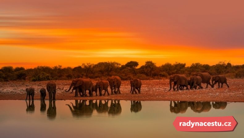 Skupina slonů stojí u jezera v národním parku Etosha v Namibii