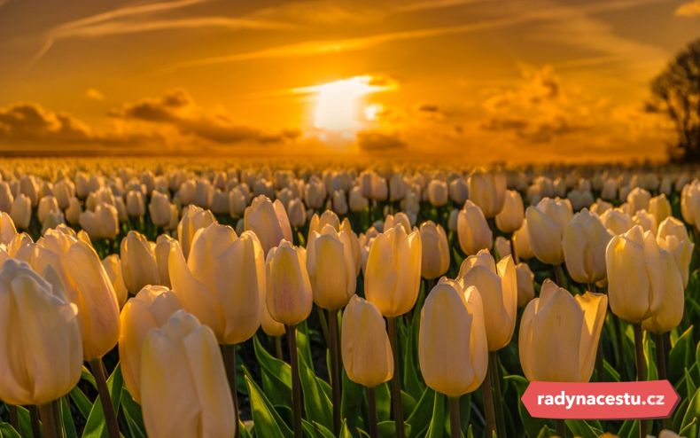 Věděli jste, že domovinou tulipánů není Evropa?