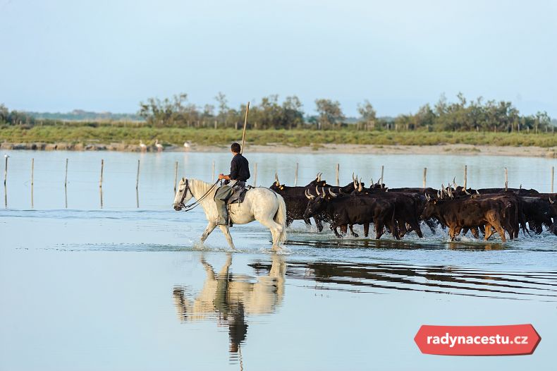Tradiční gardiani na ikonických camargských koních mezi mokřady