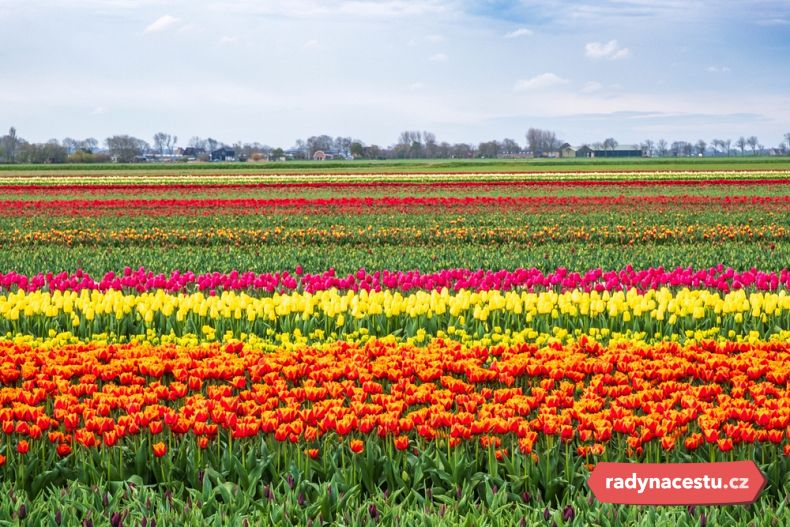 Na tulipány narazíte na každém rohu