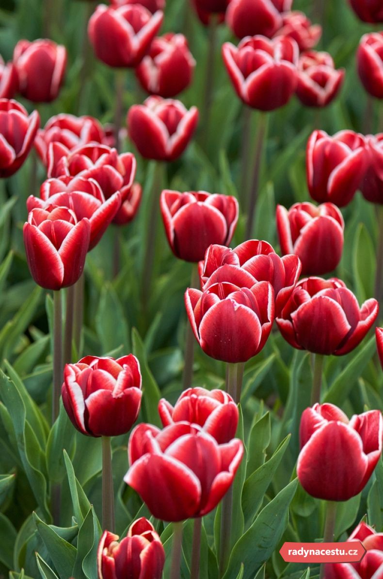 Který druh tulipánů okouzlil vás?