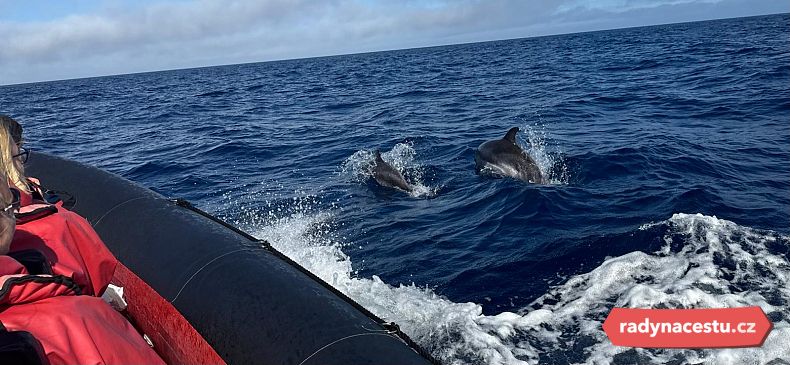 Pozorování kytovců na širém oceánu