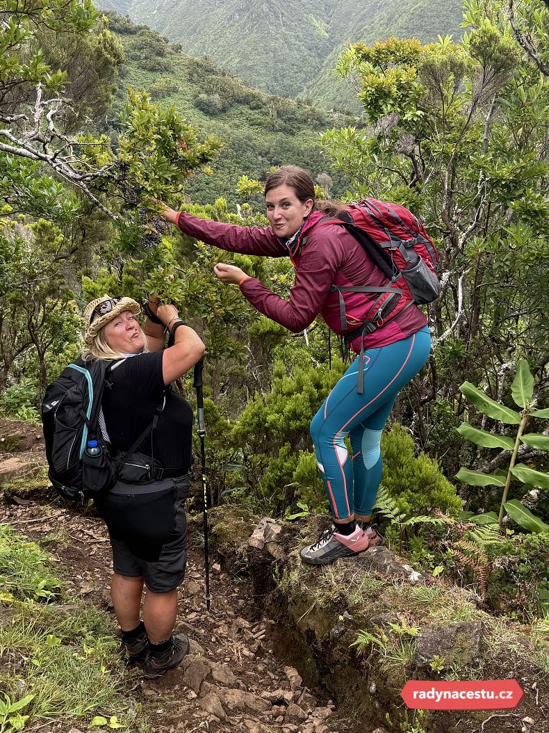 Výborné stromovité borůvky