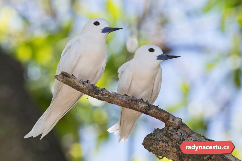 Nevynechejte návštěvu ptáčího ostrova