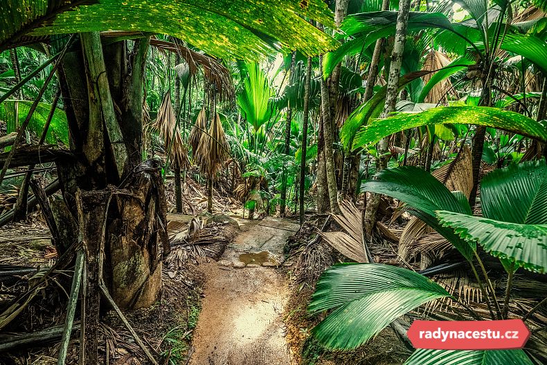 Přírodní rezervace Vallée de Mai 