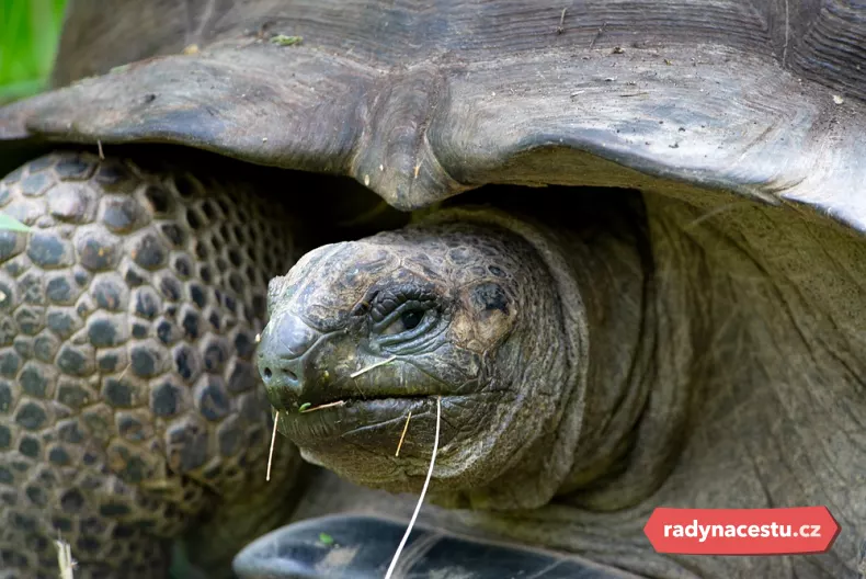 Na vlastní oči můžete vidět suchozemské želvy obrovské