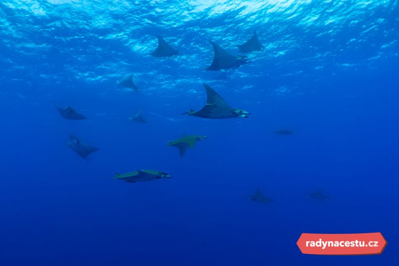 Manty u lokality Ambrosio na Azorech