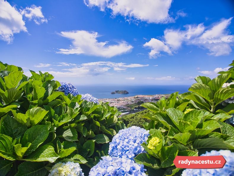 Rozkvetlé modré hortenzie lemující cestu na ostrově São Miguel, Azory