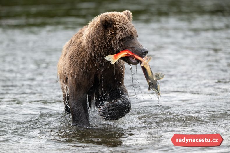 Potkat můžete medvědy, losy nebo orly