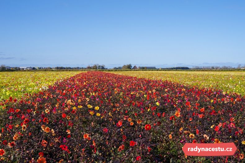 Květinová pole v Holandsku