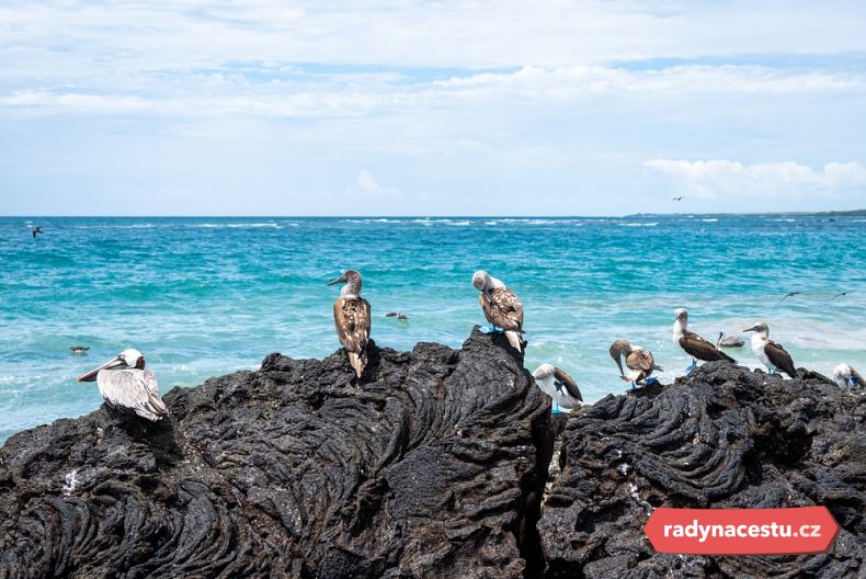 Nádherná příroda na ostrově Isabela, Galapágy