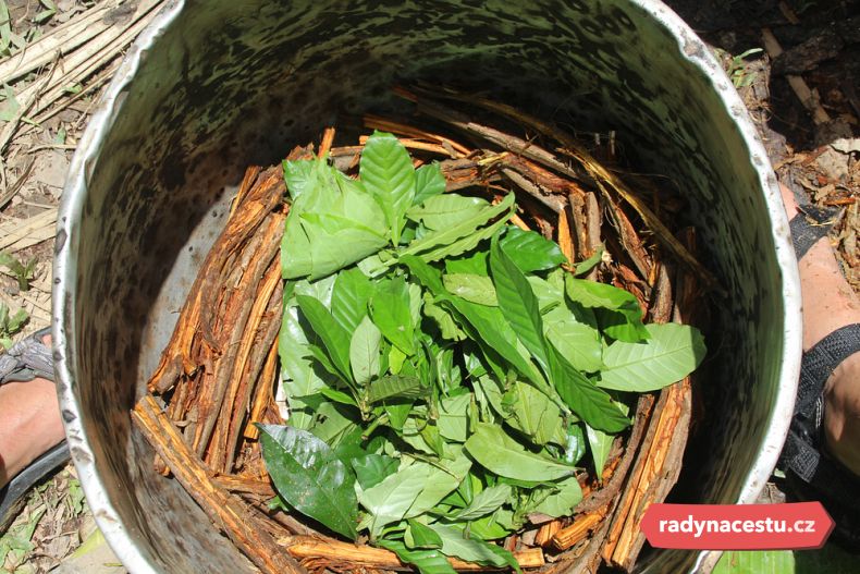 Posvátná liána ayahuasca