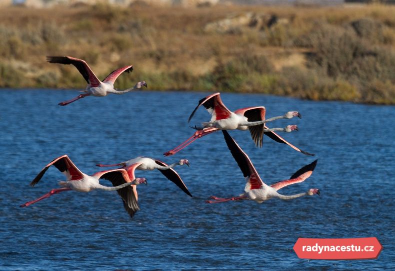 Plameňáci v přírodním parku Ria Formosa, Algarve
