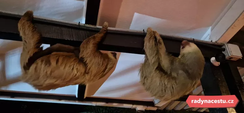 Lenochody lépe zachytit nešlo i když nejsou zrovna rychlí
