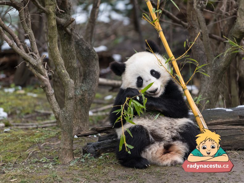 Vídeňská zoo jako jedna z mála v Evropě chová pandy velké 