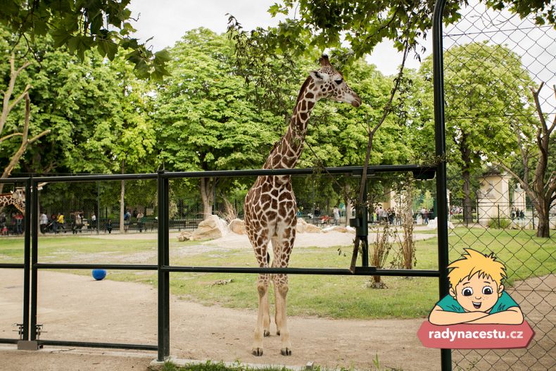 Žirafy ve vídeňské zoo 