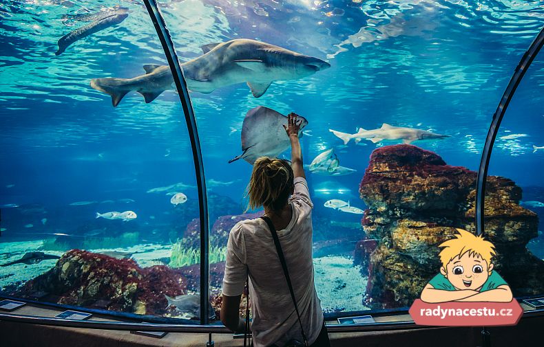 Barcelonské akvárium je zážitek pro malé i velké